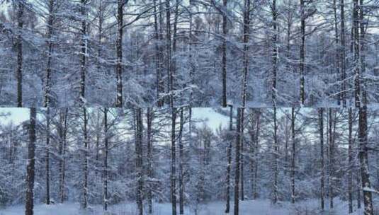 银装素裹雪原松林高清在线视频素材下载