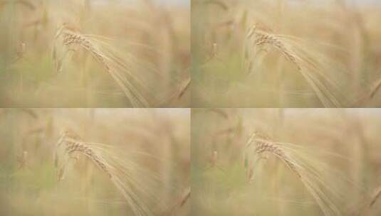 特写麦田里一支金黄色成熟的麦穗高清在线视频素材下载
