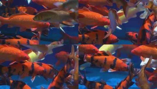 观赏鱼 宠物鱼高清在线视频素材下载