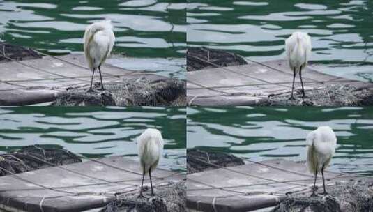 渔港码头的白鹭海鸟在觅食4K高清在线视频素材下载