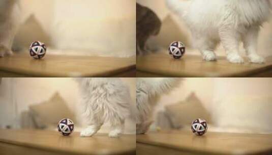 宠物猫玩耍毛线球高清在线视频素材下载