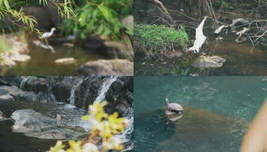 野生动物白鹭水鸟乌龟锦鲤4K高清在线视频素材下载