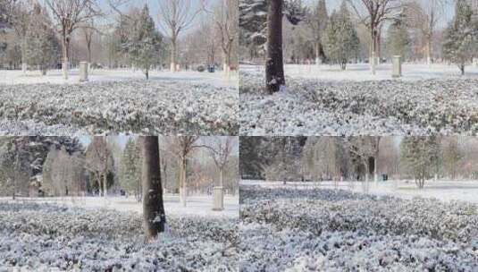 路边公园雪景植被视频素材高清在线视频素材下载