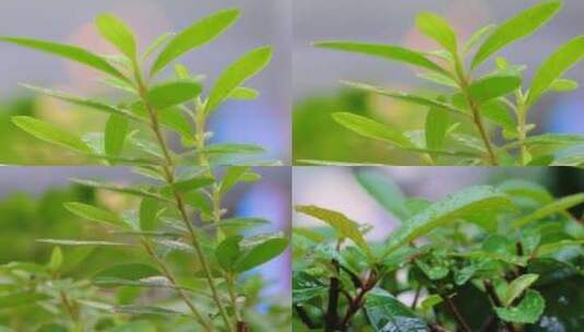 城市下暴雨下雨天雨水雨滴植物树叶子草木雨高清在线视频素材下载