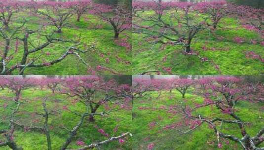 桃花树桃花林桃花山高清在线视频素材下载