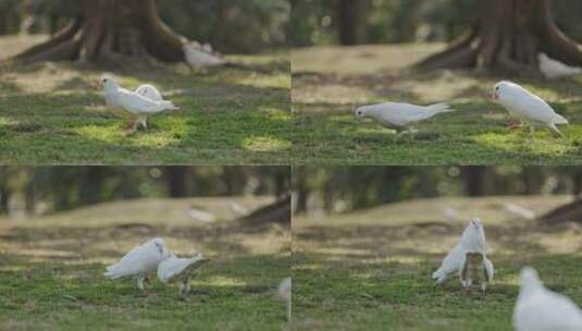 鸽子鸟类动物特写视频高清在线视频素材下载