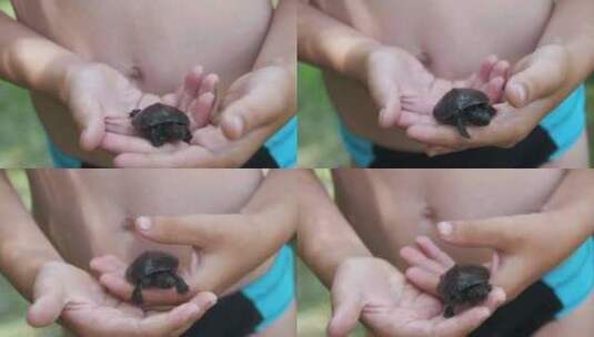 男孩把一只小乌龟放在你的手掌上，它会缓慢高清在线视频素材下载