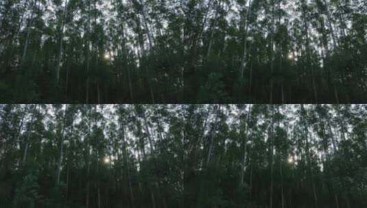 阳光下森林风吹树林大风吹树叶风吹丛林树枝高清在线视频素材下载