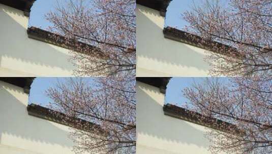 春天江南园林古风屋檐下的杏花树高清在线视频素材下载