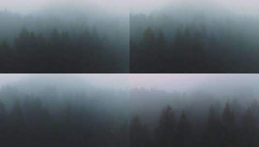 清晨森林迷雾神秘感高清在线视频素材下载