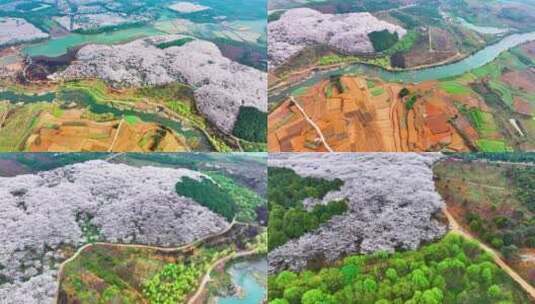 4K航拍贵州安顺平坝春季樱花自然风光高清在线视频素材下载