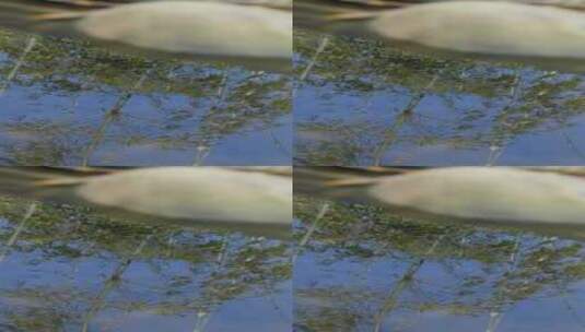 竹林水中倒影小溪高清在线视频素材下载