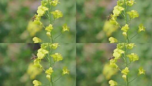4K春天油菜花蜜蜂采蜜慢动作高清在线视频素材下载