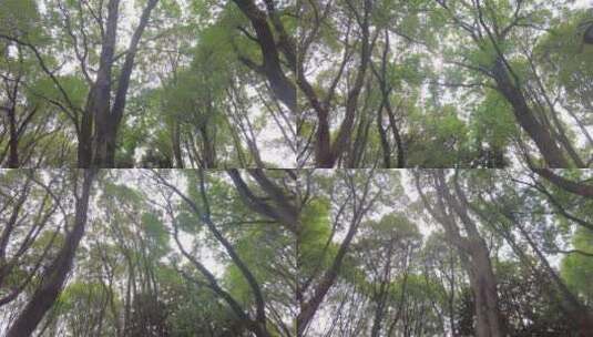 公园茂密的树林仰拍高清在线视频素材下载