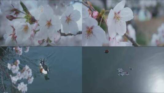 春日公园桃花开放游客赏花高清在线视频素材下载