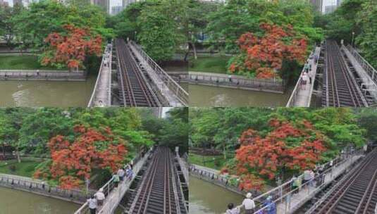 中国广东省广州市荔湾区花地河凤凰花高清在线视频素材下载