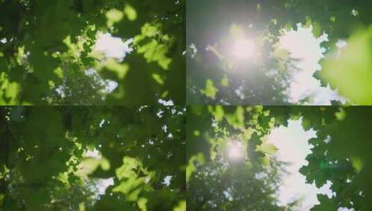 透过树叶的阳光空镜唯美画面高清在线视频素材下载