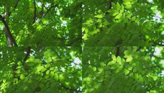 （合集）夏天阳光透过绿色树叶的治愈系光影高清在线视频素材下载