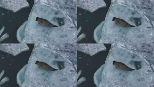 冰岛北极圈瓦特冰川国家公园蓝冰海豹航拍高清在线视频素材下载
