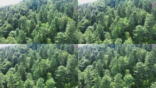 浓密的森林景观高清在线视频素材下载