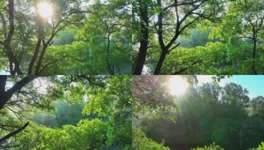 清晨逆光树林森林环境丁达尔慢镜头高清在线视频素材下载