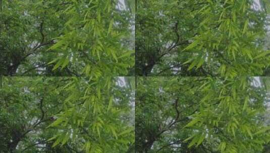 竹林雨景竹子下雨竹叶水滴高清在线视频素材下载