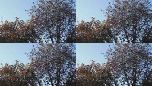 高清实拍秋天的树高清在线视频素材下载