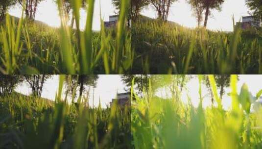 绿地 草地 公园 绿色 夏天 阳光高清在线视频素材下载