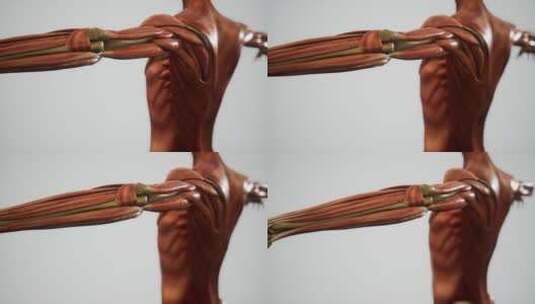 人体动画的肌肉系统高清在线视频素材下载
