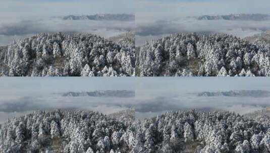 航拍湖北神农架冰雪雪松雪景高清在线视频素材下载