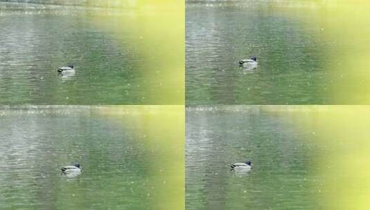 春天在湖水里游弋野鸭子高清在线视频素材下载