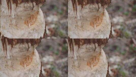 树皮被切开的树木纹理特写镜头高清在线视频素材下载