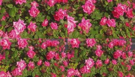 春天花园里盛开的玫瑰花高清在线视频素材下载