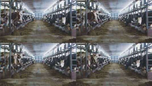 现代农场谷仓里的奶牛高清在线视频素材下载