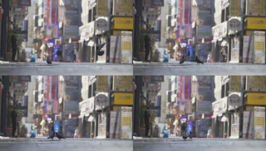 首尔购物街上的鸽子高清在线视频素材下载
