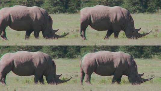 犀牛在非洲平原上吃草高清在线视频素材下载