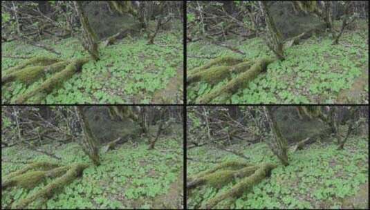 阿拉斯加东南部帕夫洛夫港的森林里赤杨树根和假百合特写高清在线视频素材下载