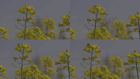 油菜花菜花高清在线视频素材下载