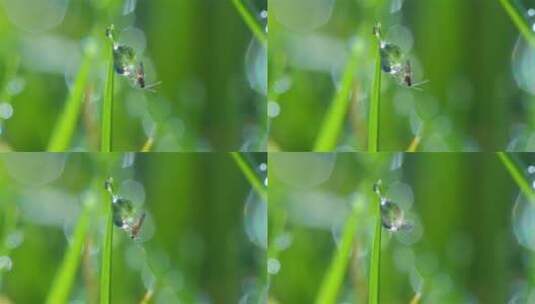 水滴上的小苍蝇高清在线视频素材下载