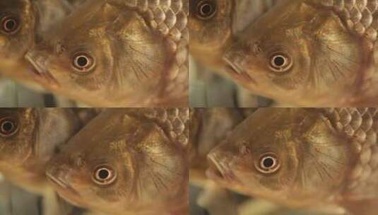 透明玻璃缸里的两条鲫鱼高清在线视频素材下载