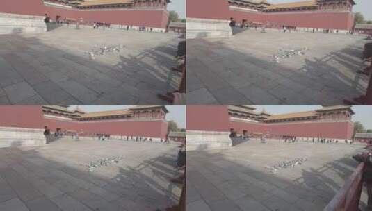 北京紫禁城鸽子4K实拍高清在线视频素材下载