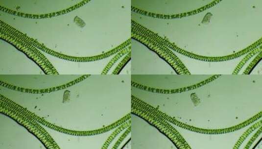 生物科普科研素材 纤毛虫（浮雕感）高清在线视频素材下载