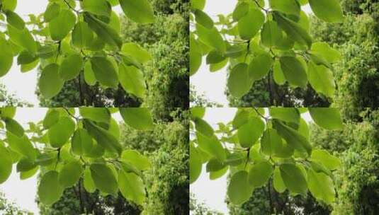 嫩绿的植物树叶高清在线视频素材下载
