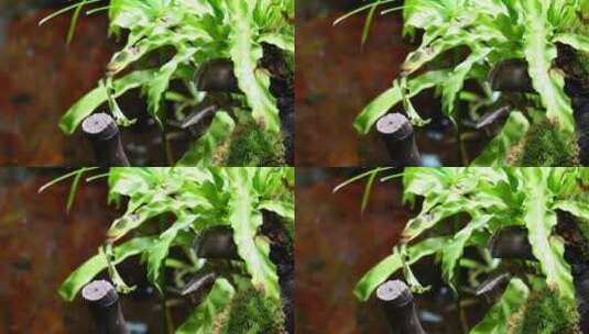 蕨类植物叶子热带雨林生物高清在线视频素材下载