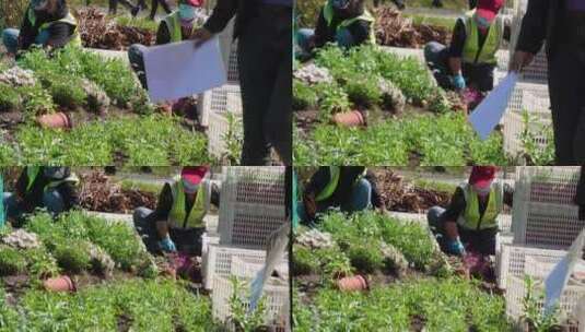 园丁环卫工人种花栽花绿化高清在线视频素材下载