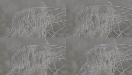 雾凇芦苇冰花LOG高清在线视频素材下载