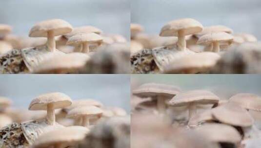 食用菌平菇特写镜头高清在线视频素材下载