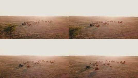 日落时散落在田野里的牛群高清在线视频素材下载