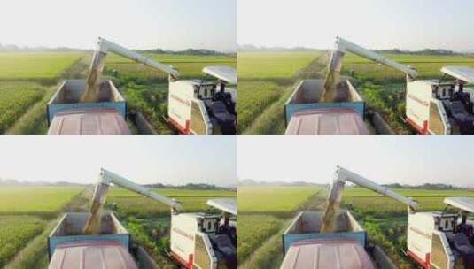 联合收割机在农田上收割庄稼高清在线视频素材下载