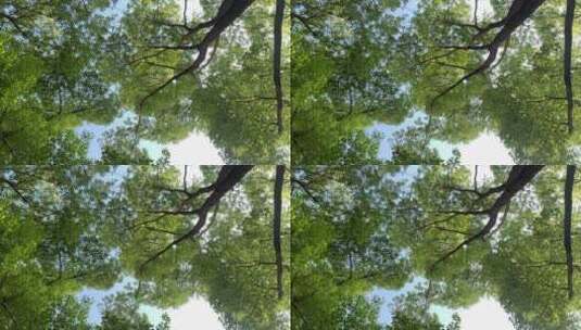 仰拍小区内的樟树高清在线视频素材下载